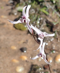 Disa biflora