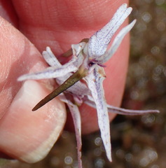 Disa biflora