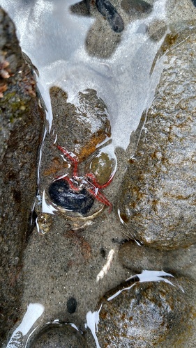 Ophiothrix spiculata