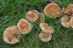 Lactarius acerrimus