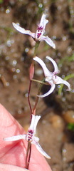 Disa biflora