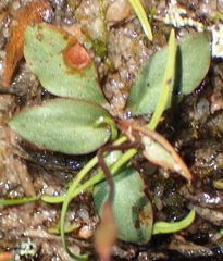 Disa biflora
