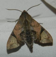 Temnora inornata