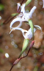 Disa biflora