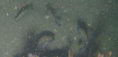 Pomadasys striatus