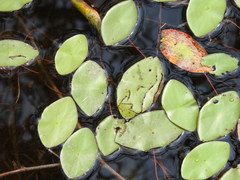 Polypedilum braseniae