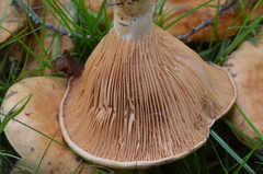 Lactarius acerrimus