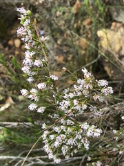 Erica ecklonii