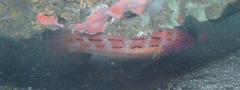Fourline Hogfish photo 3
