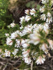 Erica ecklonii