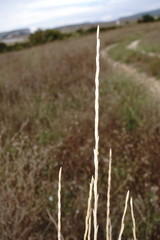 Thinopyrum elongatum