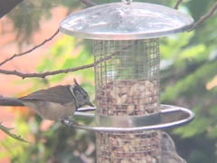 Lophophanes cristatus