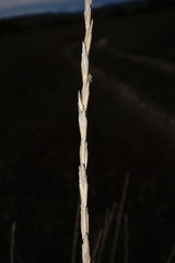 Thinopyrum elongatum