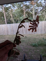 Kalanchoe fedtschenkoi