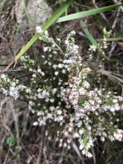 Erica ecklonii