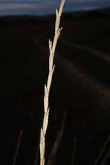 Thinopyrum elongatum