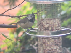 Lophophanes cristatus