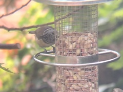 Lophophanes cristatus