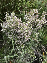 Erica ecklonii