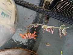 Kalanchoe fedtschenkoi