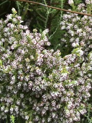 Erica ecklonii