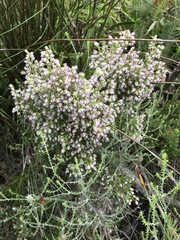 Erica ecklonii