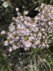 Erica ecklonii