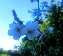 Pavonia columella