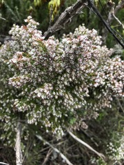 Erica ecklonii
