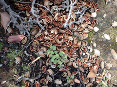Hyaenanche globosa