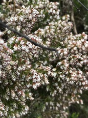 Erica ecklonii