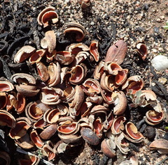Hyaenanche globosa