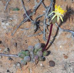 Senecio abbreviatus