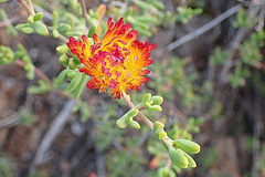 Drosanthemum bicolor