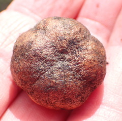 Hyaenanche globosa