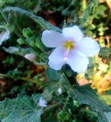 Pavonia columella