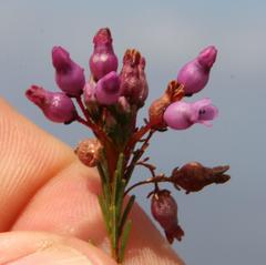 Erica obliqua