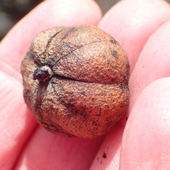 Hyaenanche globosa