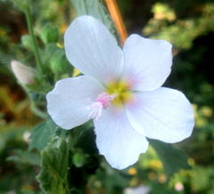 Pavonia columella