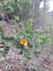 Adesmia denticulata