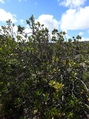 Hyaenanche globosa