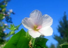 Pavonia columella