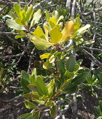 Hyaenanche globosa