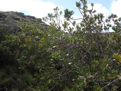 Hyaenanche globosa