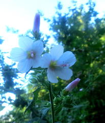 Pavonia columella