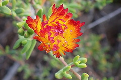 Drosanthemum bicolor