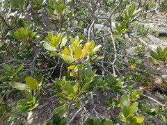 Hyaenanche globosa