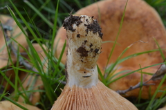 Lactarius acerrimus