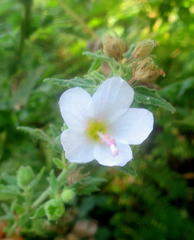 Pavonia columella