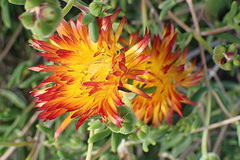 Drosanthemum bicolor